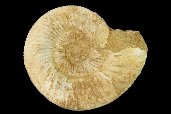 Jurassic Ammonite (Perisphinctes) Fossil - Madagascar #152772